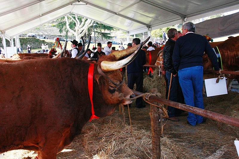 Desfile dos Bois da Páscoa 2015